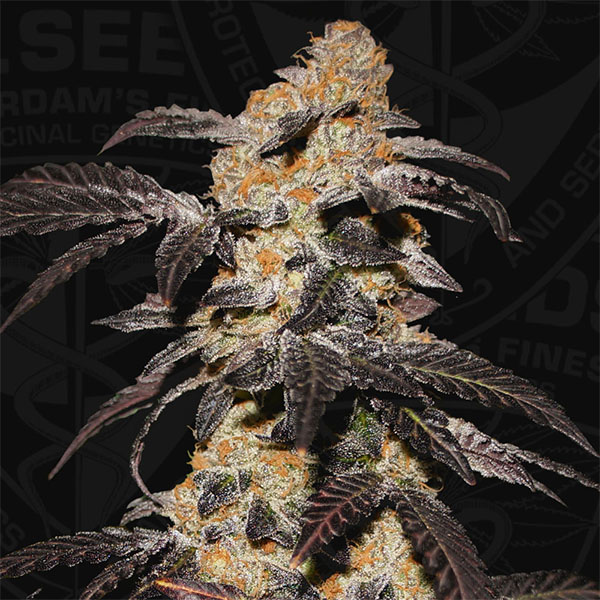 French Cookies feminizada de T.h. Seeds