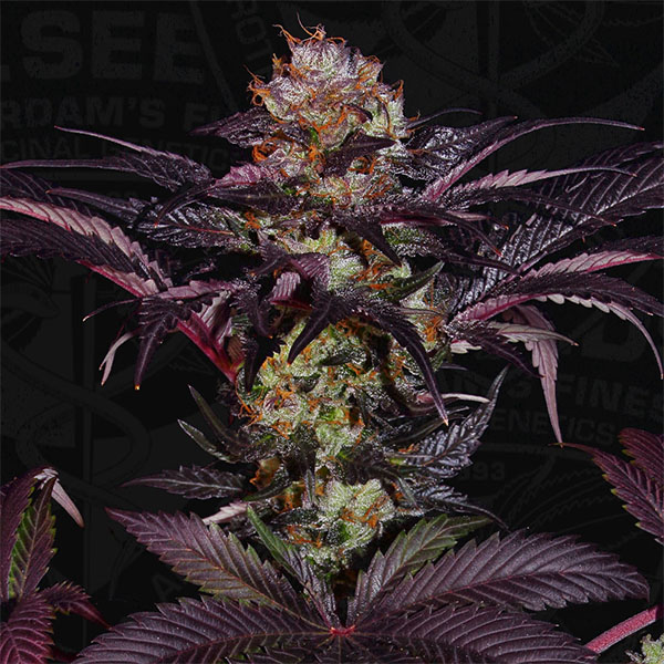 French Macaron feminizada de T.h. Seeds