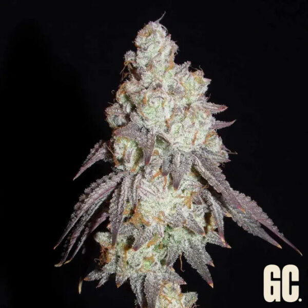Frenchy's Lass feminizada de Grand Cru Genetics