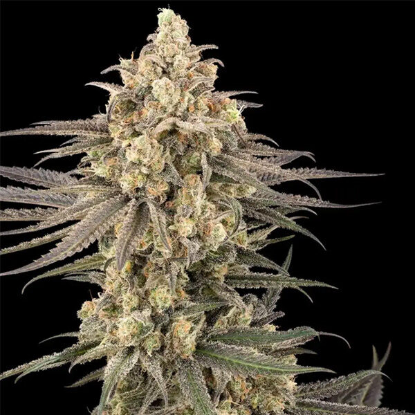 Frosted Grapes XXL feminizada de Sensi Seeds Research