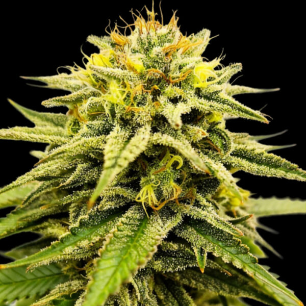 Frosted Sunsetz feminizada de Grateful Seeds