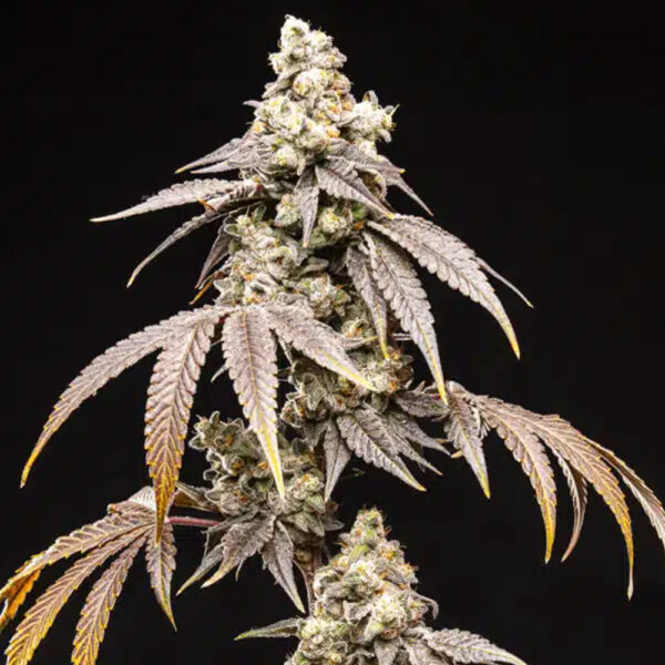 Frosty Rainbow feminizada de World Breeders