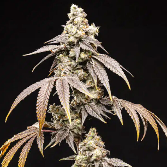 Frosty Rainbow feminizada de World Breeders