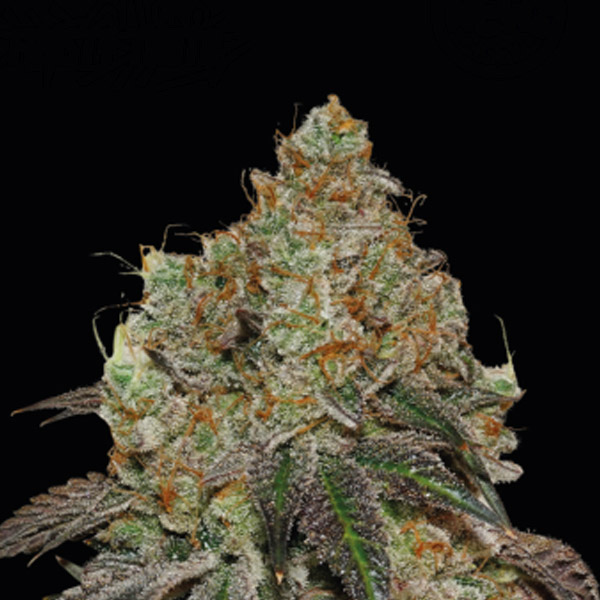 Frosty Tooth feminizada de Seedstockers