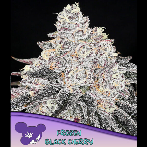 Frozen Black Cherry feminizada de Anesia Seeds