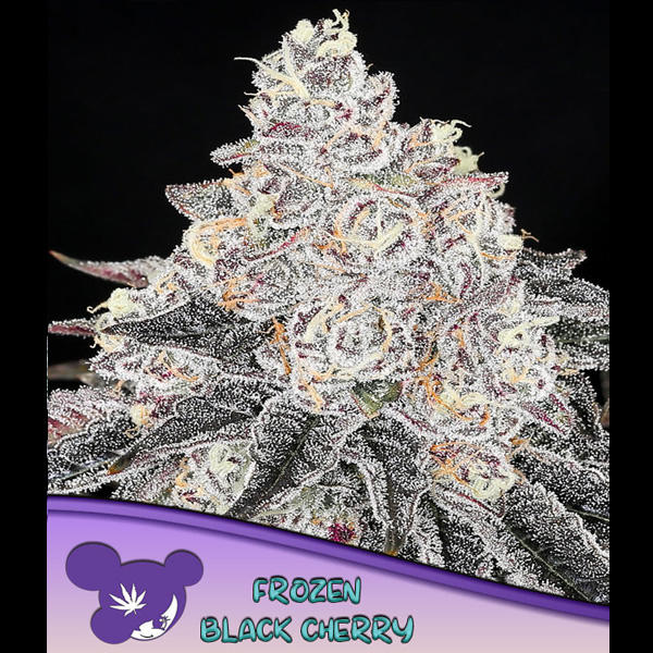 Frozen Black Cherry feminizada de Anesia Seeds