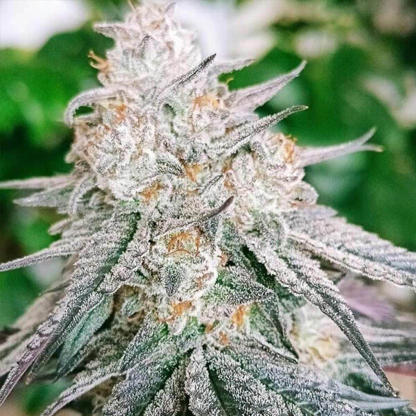 Frozen Rosé feminizada de Conscious Genetics