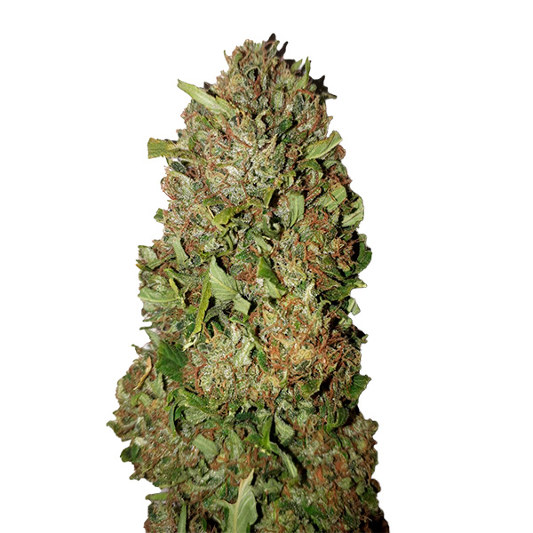 Fruit Cake feminizada de Cbd+ Buds
