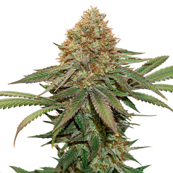 Fruit Cake feminizada de Seedstockers