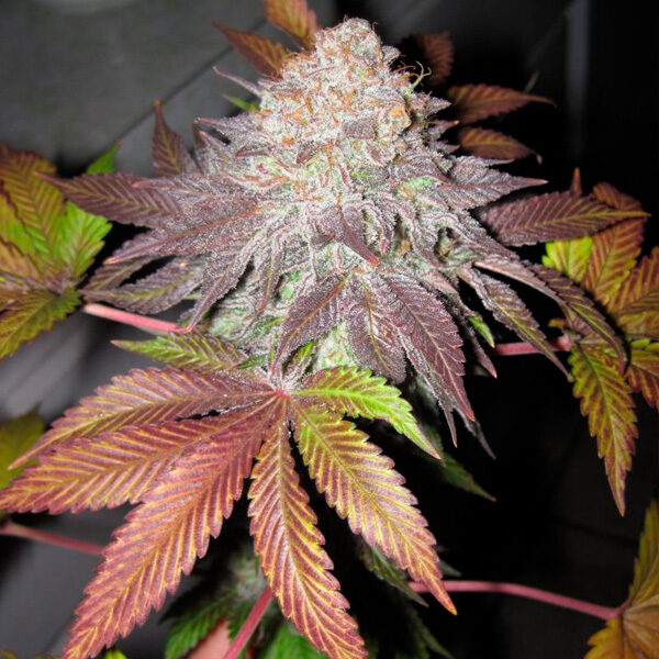 Fruit Cup feminizada de The Cali Connection