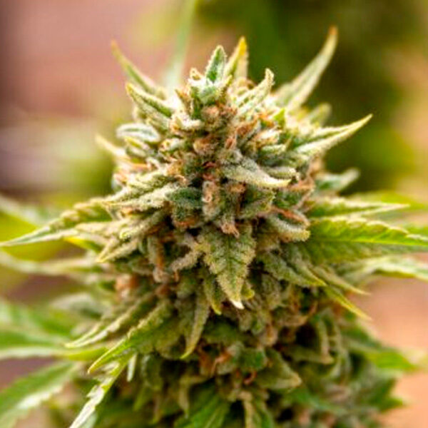 Fruit Salad feminizada de Expert Seeds