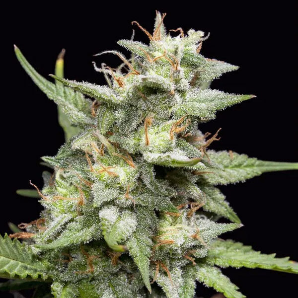 Fruity Forest Triploid feminizada de Triploid Genetics