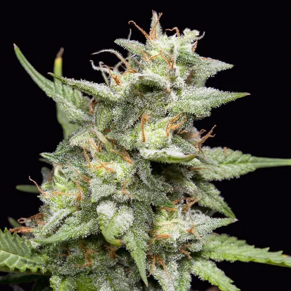 Fruity Forest Triploid feminizada de Triploid Genetics