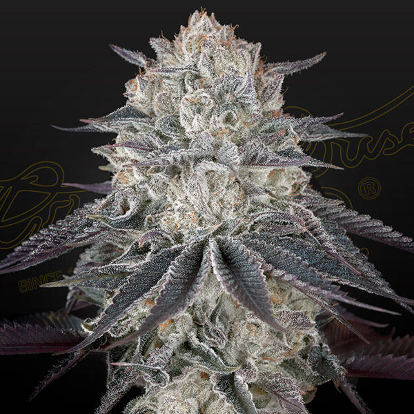 Full Gas feminizada de Green House