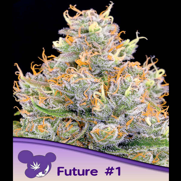 Future #1 feminizada de Anesia Seeds