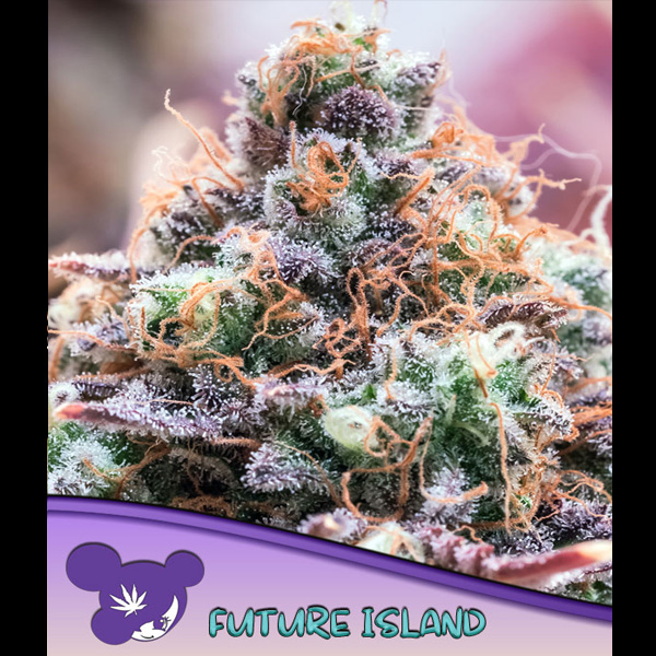 Future Island feminizada de Anesia Seeds