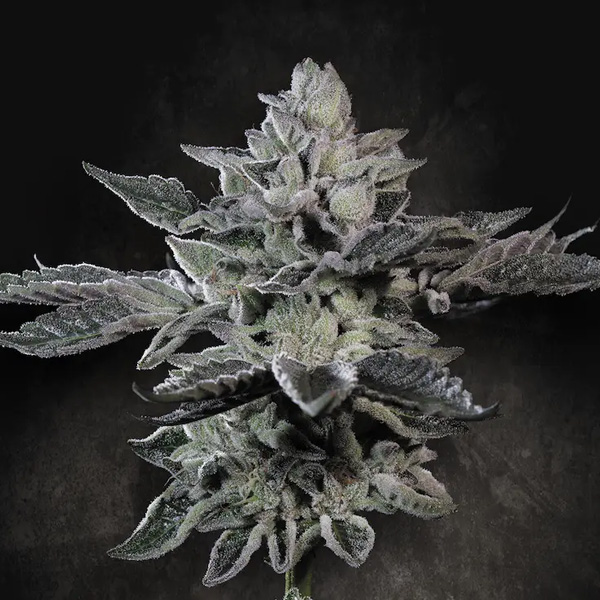G Force feminizada de Paradise Seeds