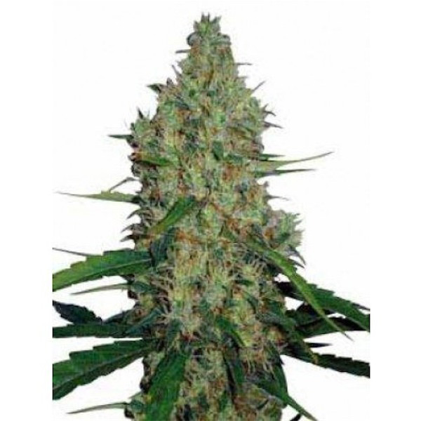 G13 X Haze regular de Mr. Nice
