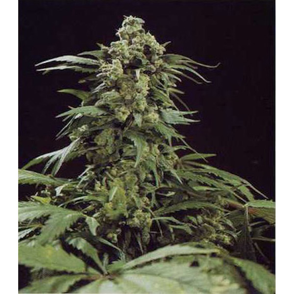 G13 X Skunk regular de Mr. Nice