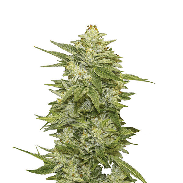 Gg 48 feminizada de Nirvana