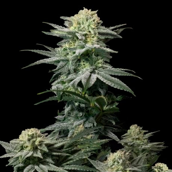 Gg4 Sherbet Fast Flowering feminizada de Fast Buds