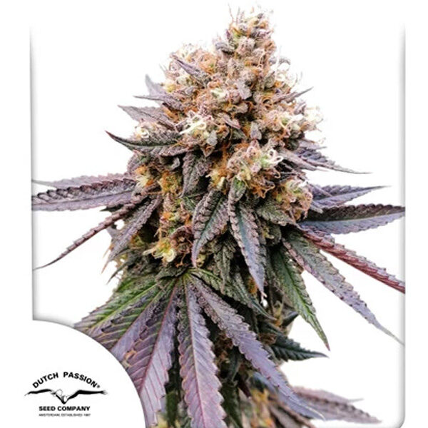 Gmo Fast feminizada de Dutch Passion