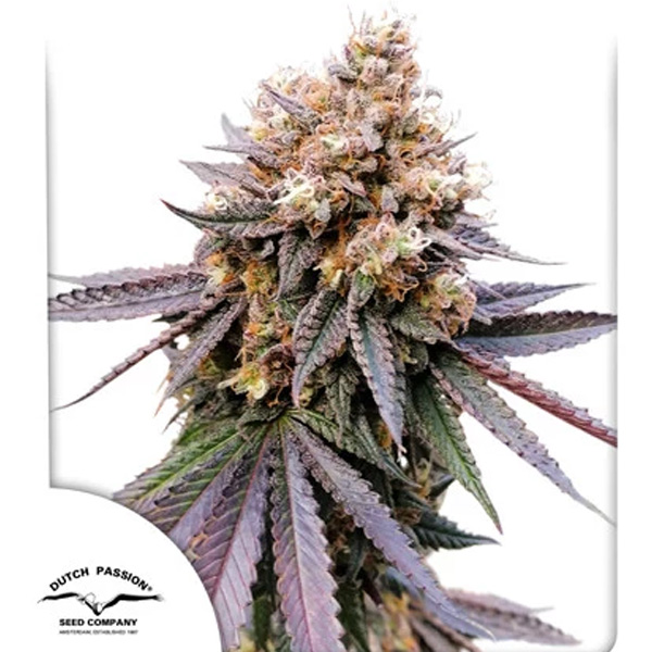 Gmo Fast feminizada de Dutch Passion