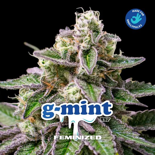 Gmint feminizada de Bsf Seeds