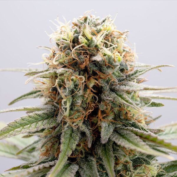 Gsc feminizada de Kannabia Seeds