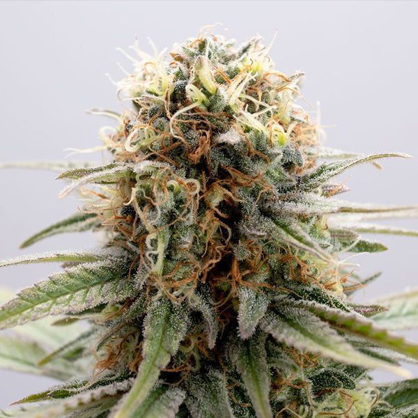 Gsc feminizada de Kannabia Seeds