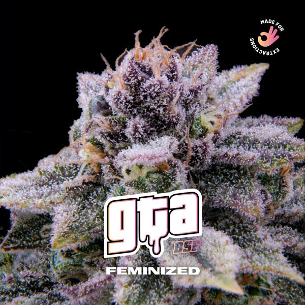 Gta feminizada de Bsf Seeds