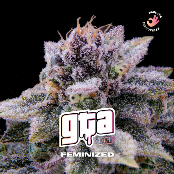 Gta feminizada de Bsf Seeds