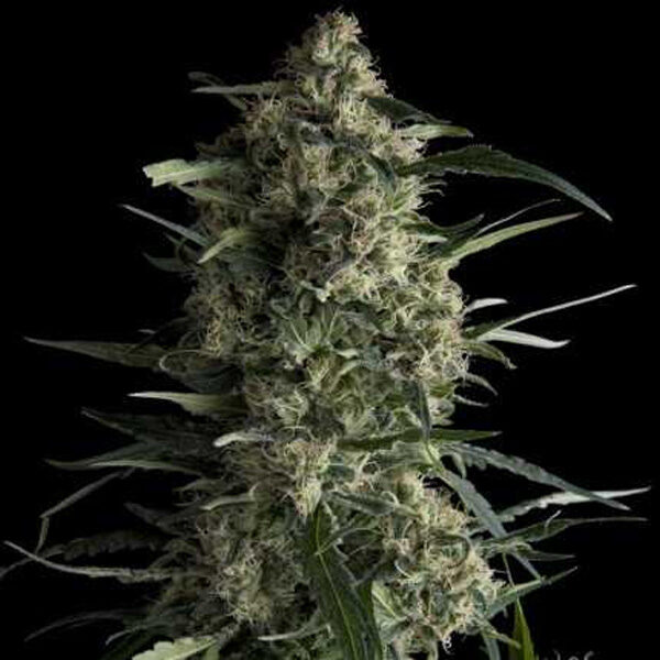 Galaxy regular de Pyramid Seeds