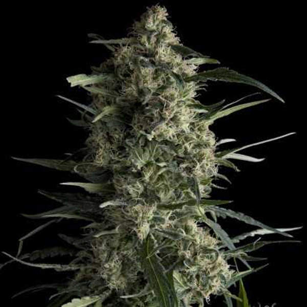 Galaxy regular de Pyramid Seeds