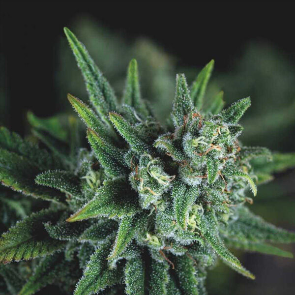 Galaxy Fast feminizada de Pyramid Seeds