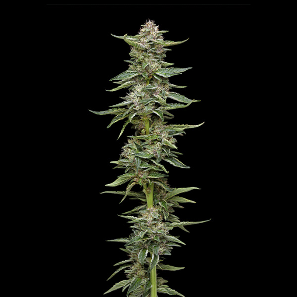 Garlic Budder feminizada de Humboldt Seeds Company