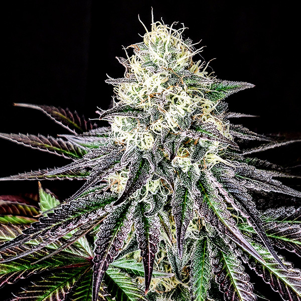 Garlic Cookies feminizada de Pure Instinto