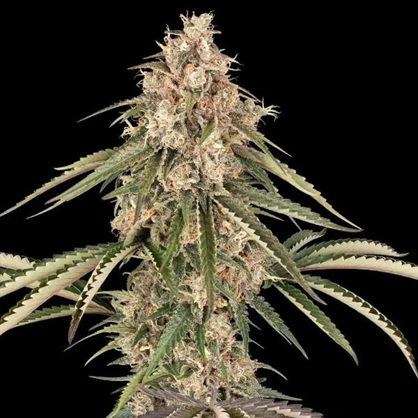 Garlic Gas feminizada de Sensi Seeds