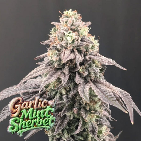 Garlic Mint Sherbet feminizada de Fast Buds