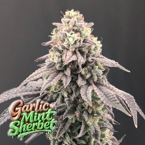 Garlic Mint Sherbet feminizada de Fast Buds