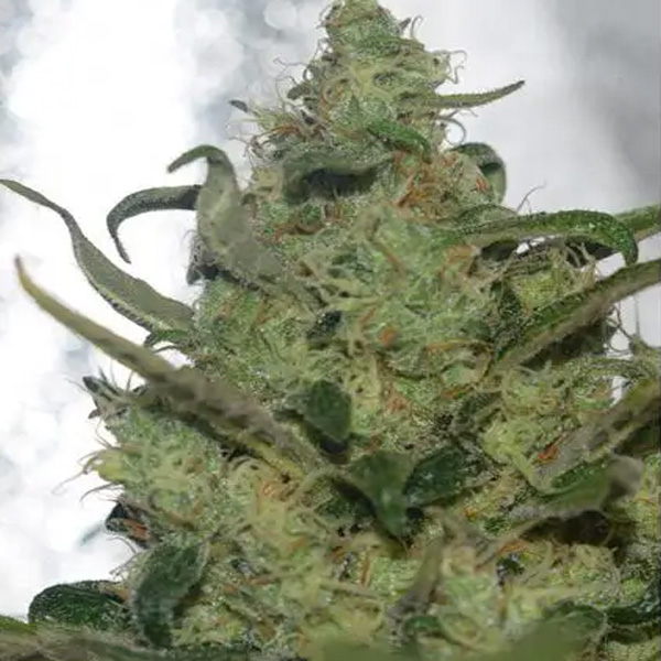 Garlotty feminizada de Vision Seeds