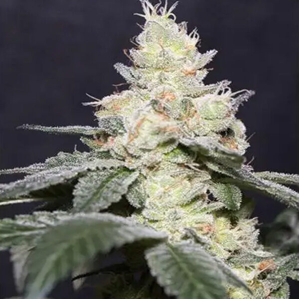 Gary Payton feminizada de Vision Seeds