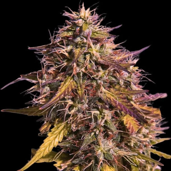 Gas Face feminizada de Empire Seeds Bank