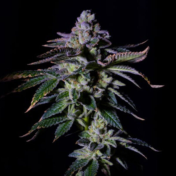 Gas Mint feminizada de Grateful Seeds