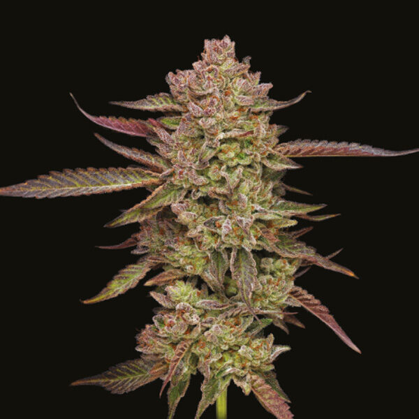 Gazzurple feminizada de Humboldt Seeds Company