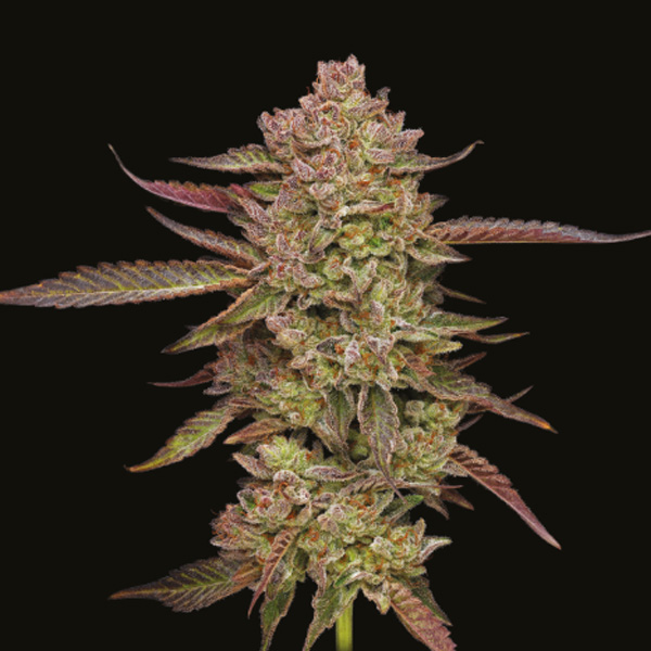 Gazzurple feminizada de Humboldt Seeds Company