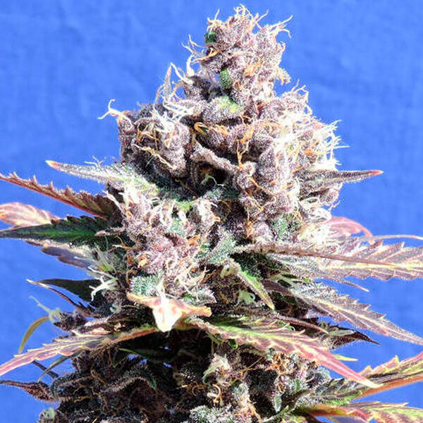 Gelato feminizada de Original Sensible Seeds