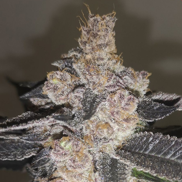 Gelato 242 feminizada de Medical Seeds