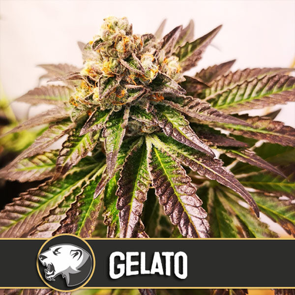 Gelato feminizada de Blimburn Seeds