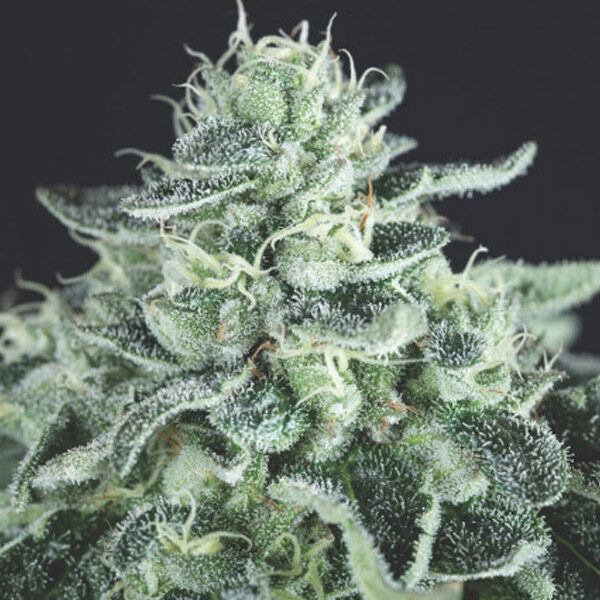 Gelato feminizada de Pyramid Seeds